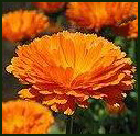 Calendula