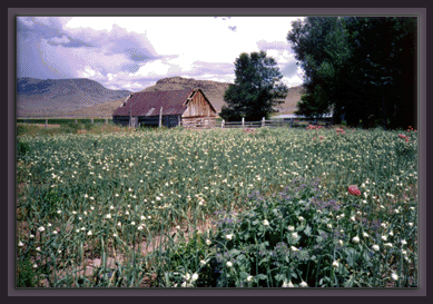 greenearthfarm