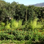 Calendula Patch