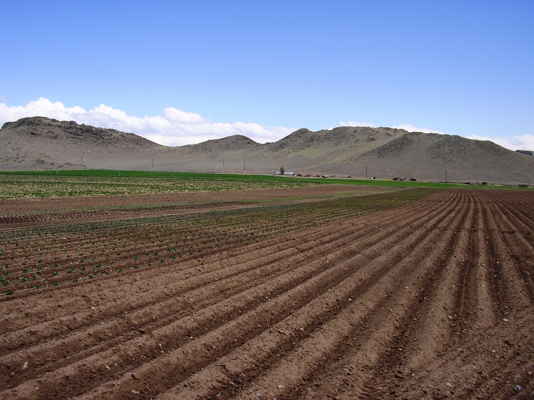 Vegetable Starts, Potato Field Natural Organic Body Care, Green Earth